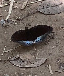 Butterfly — Phuket