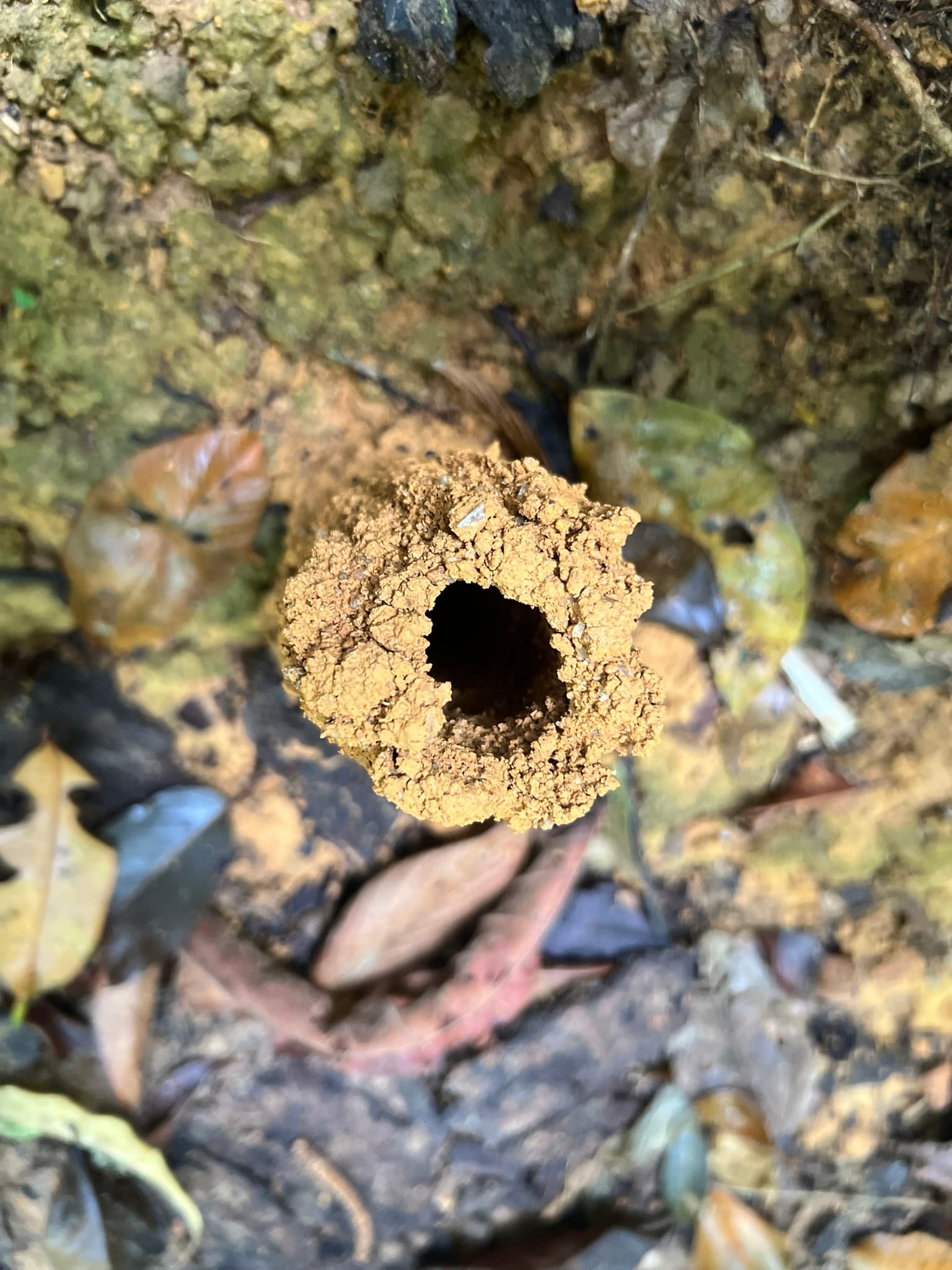 Insect House — Phuket