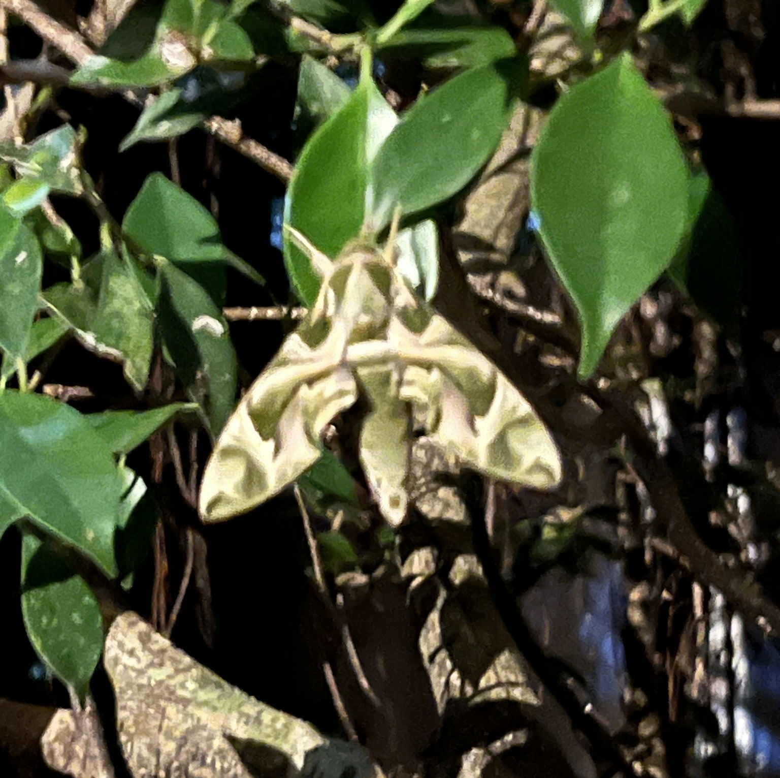 Insect — Phuket