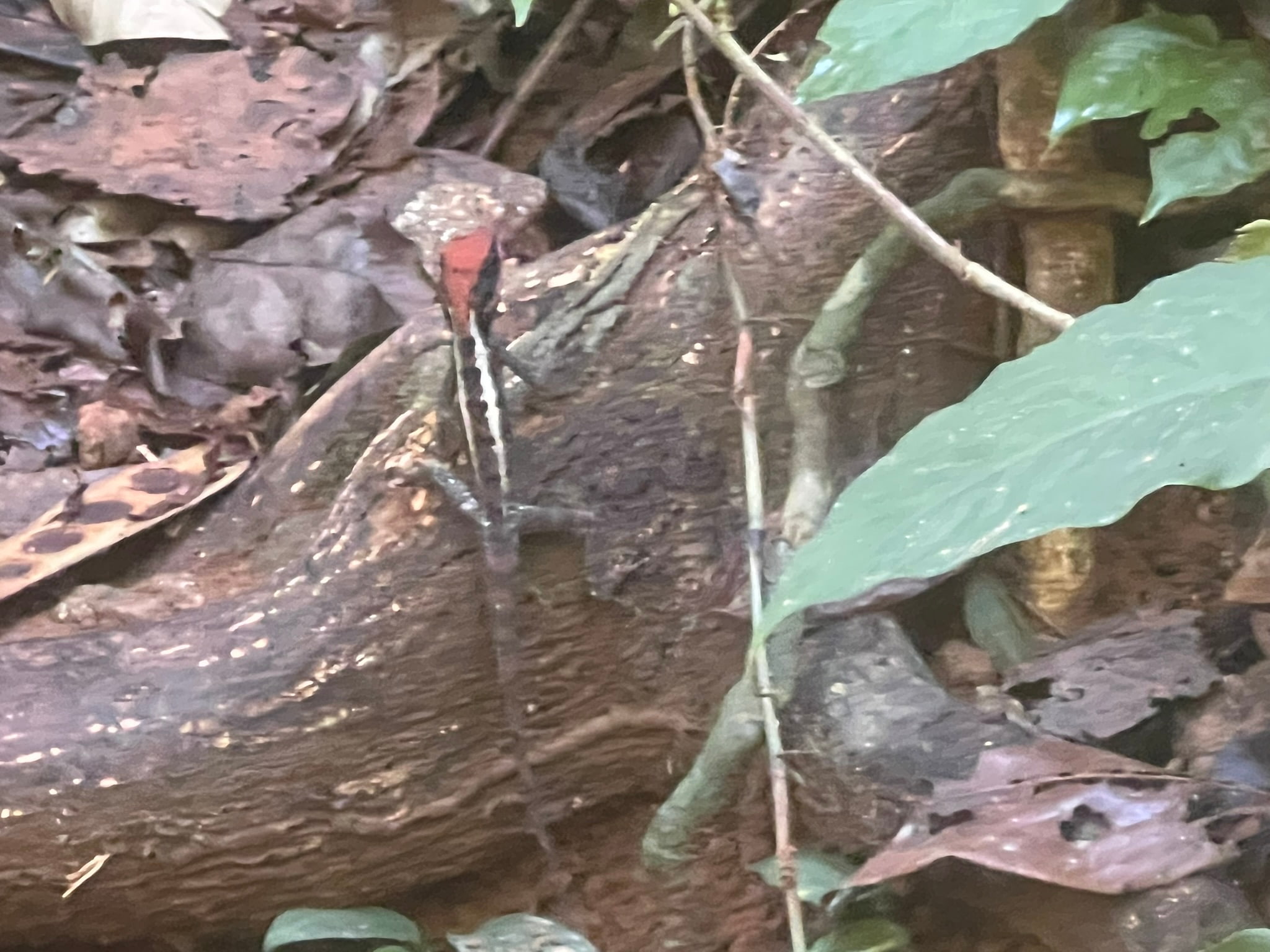Red Head Lizard — Phuket