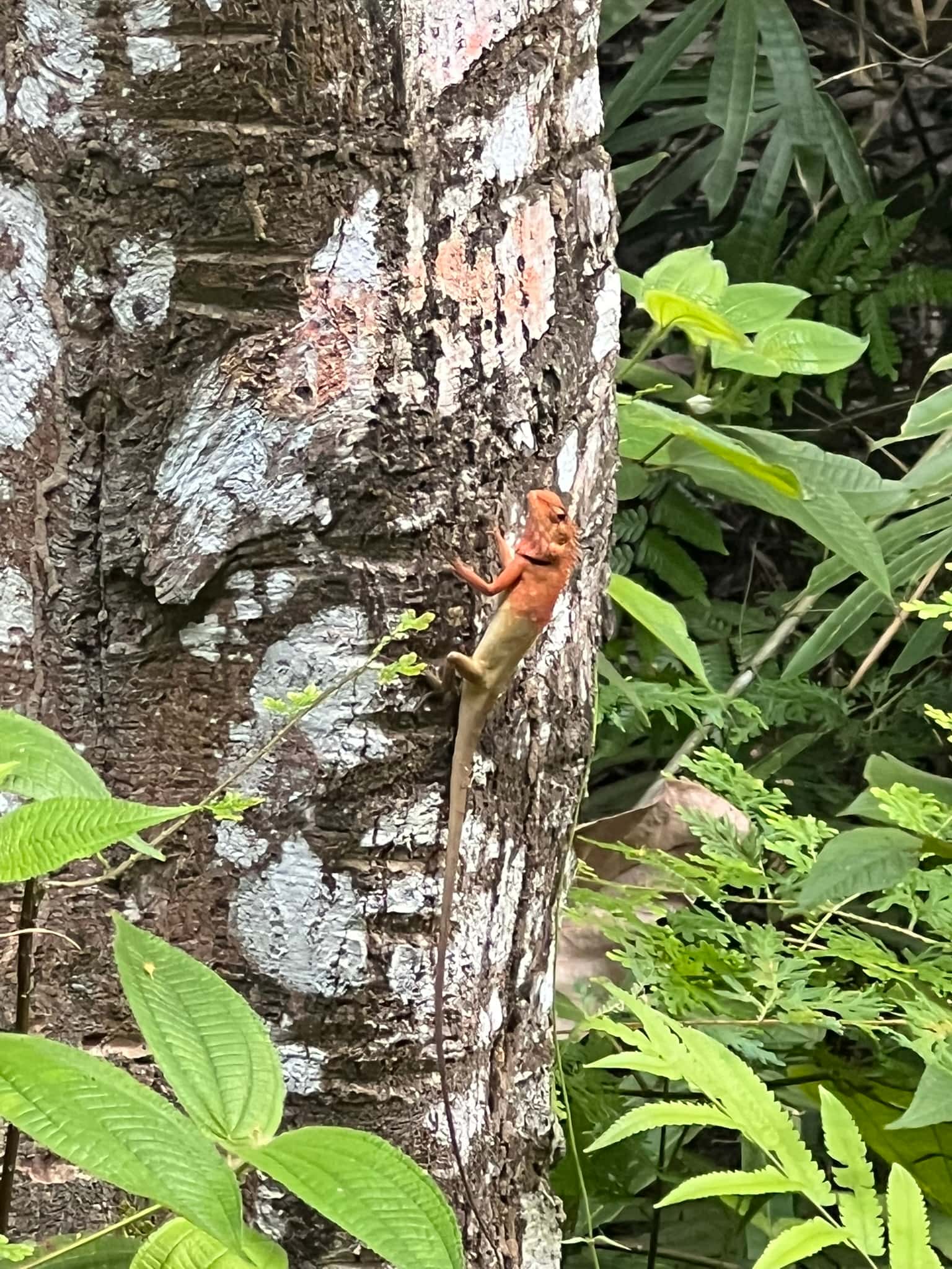 Red Head Lizard 2 — Phuket