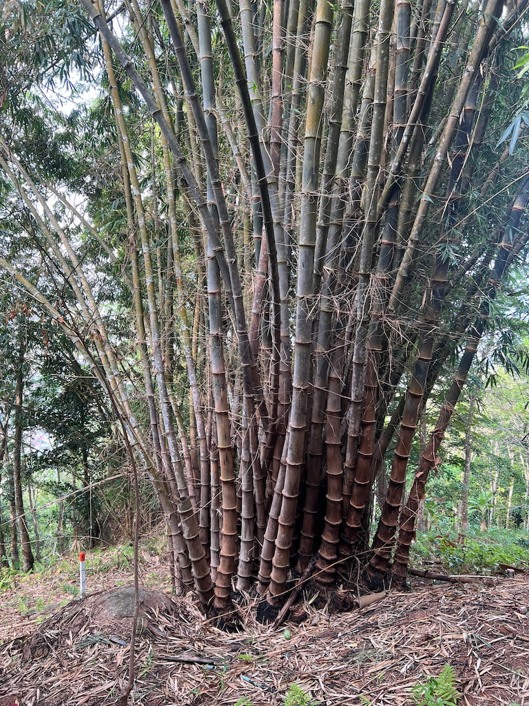 Bamboo Bunch — Phuket, Thailand