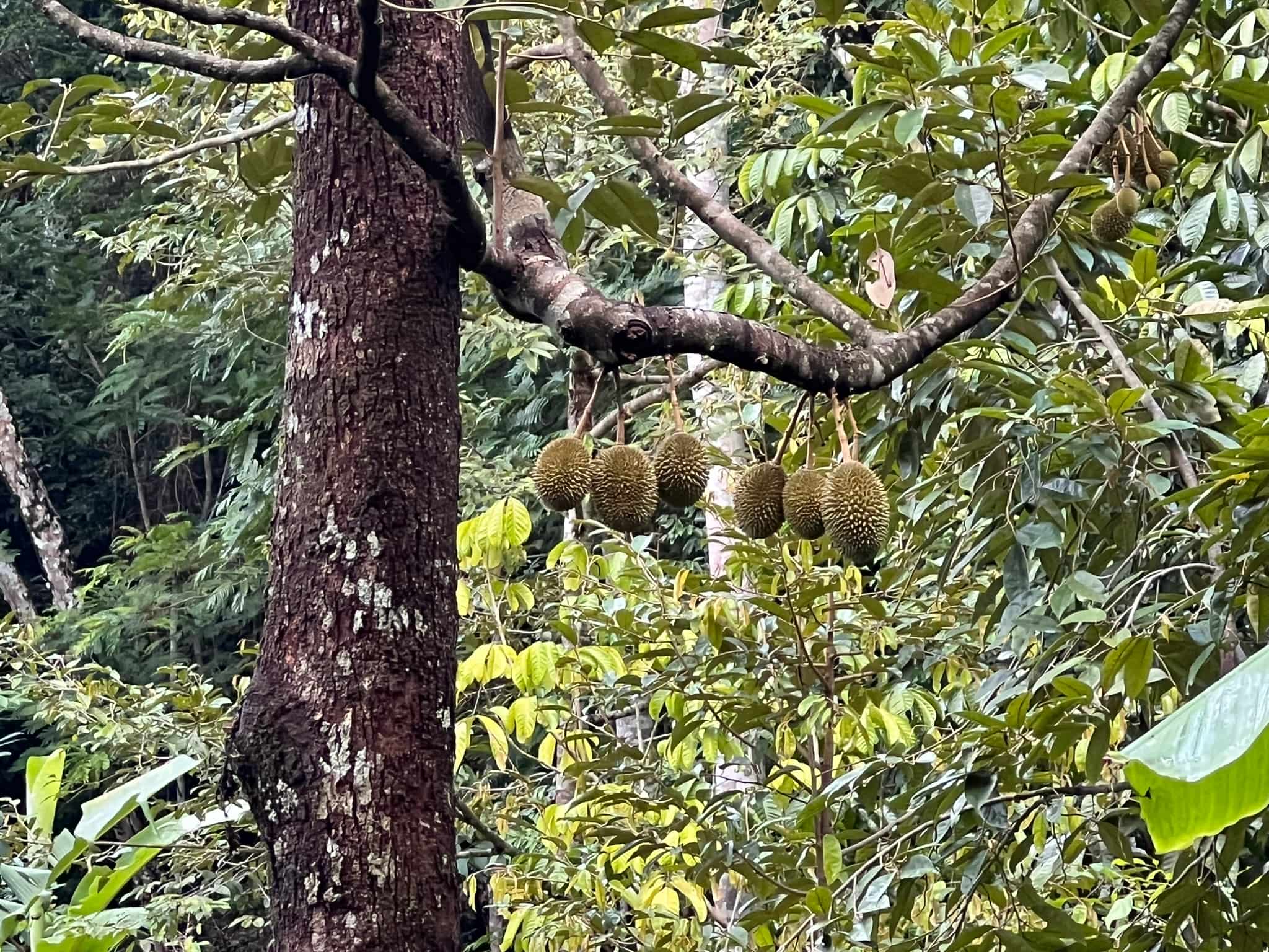 Durian Fruit — Phuket, Thailand