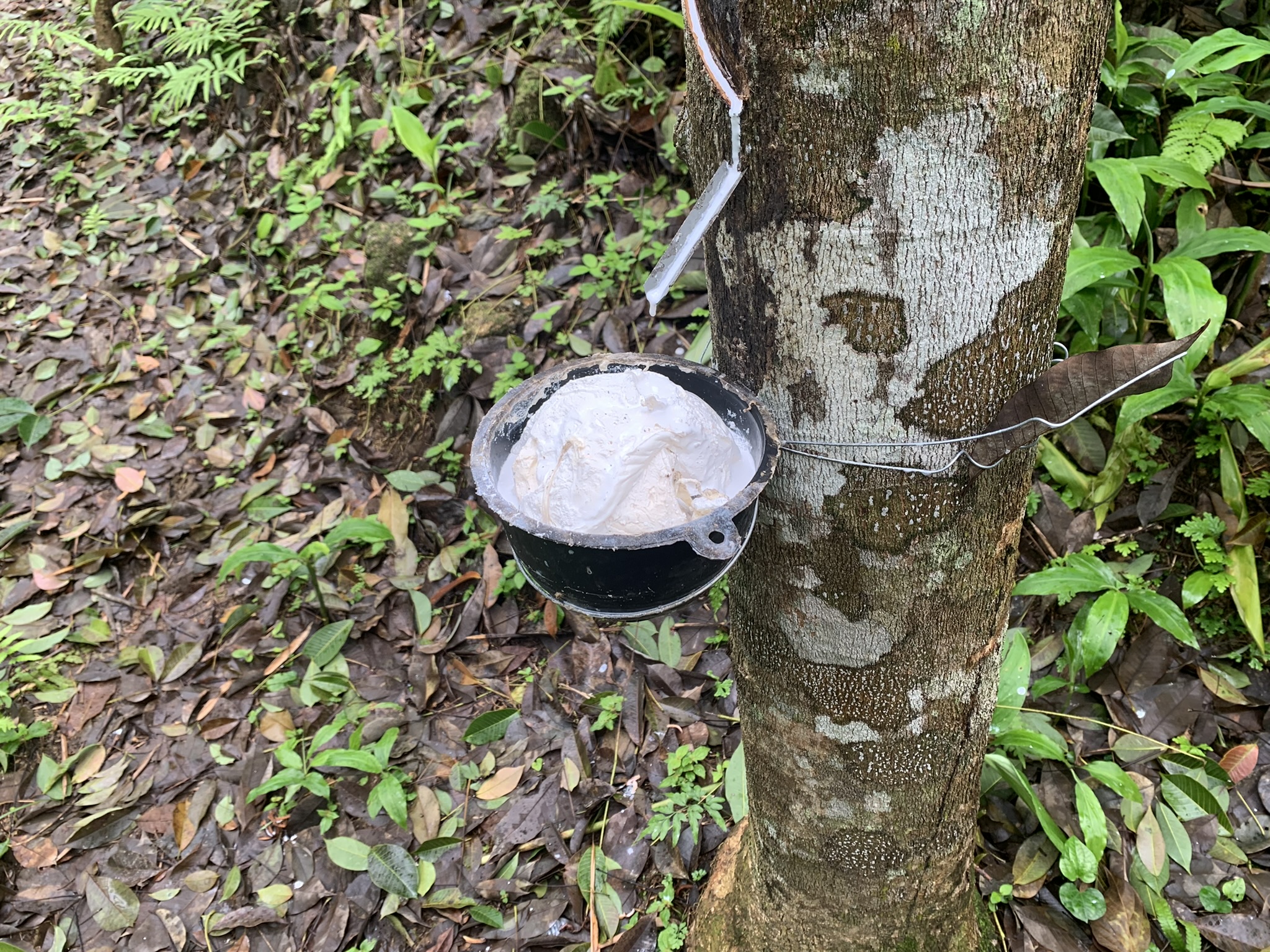 Eve Tree — Phuket, Thailand