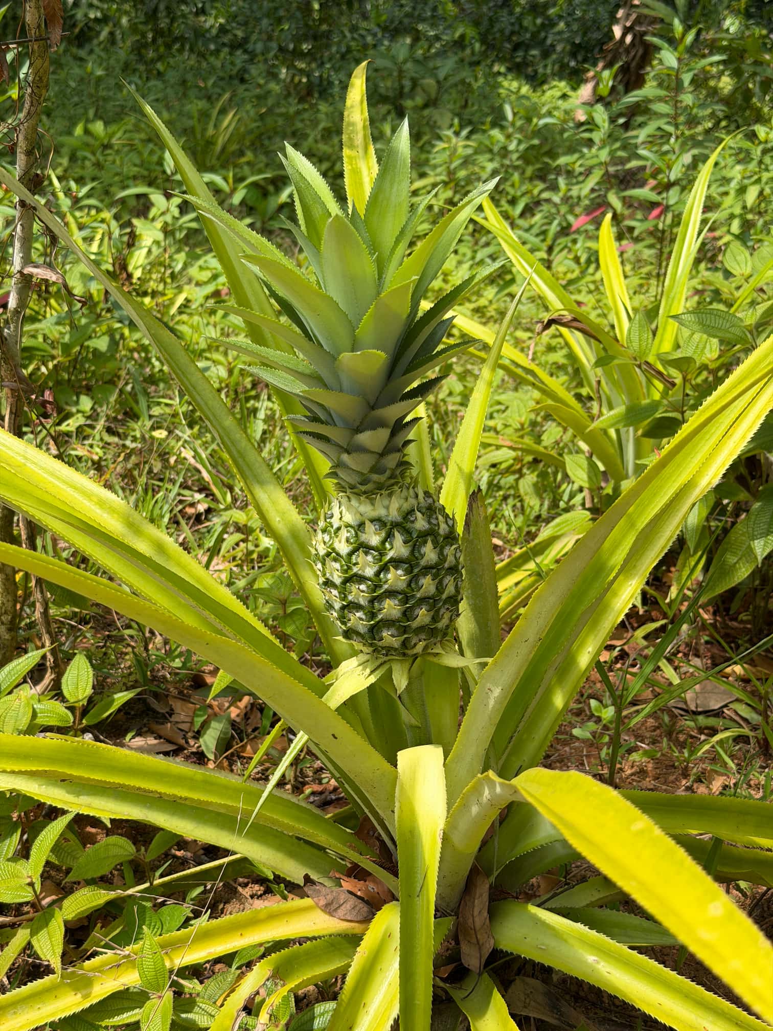 Pineapple — Phuket, Thailand