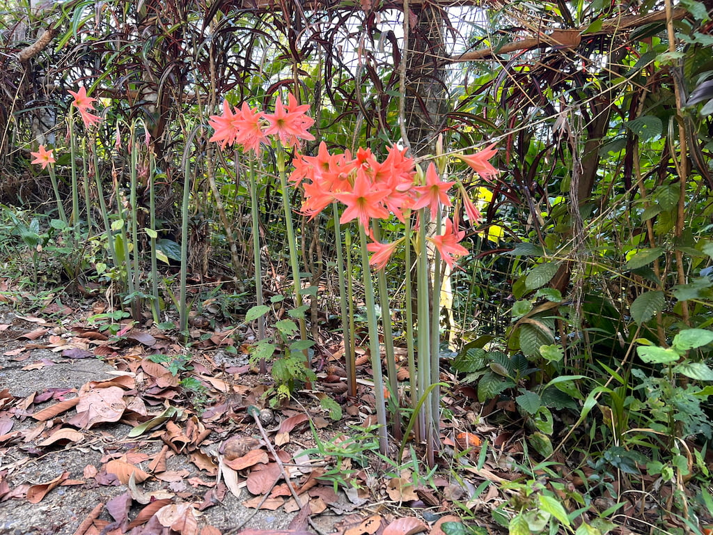 Red Flowers — Phuket, Thailand