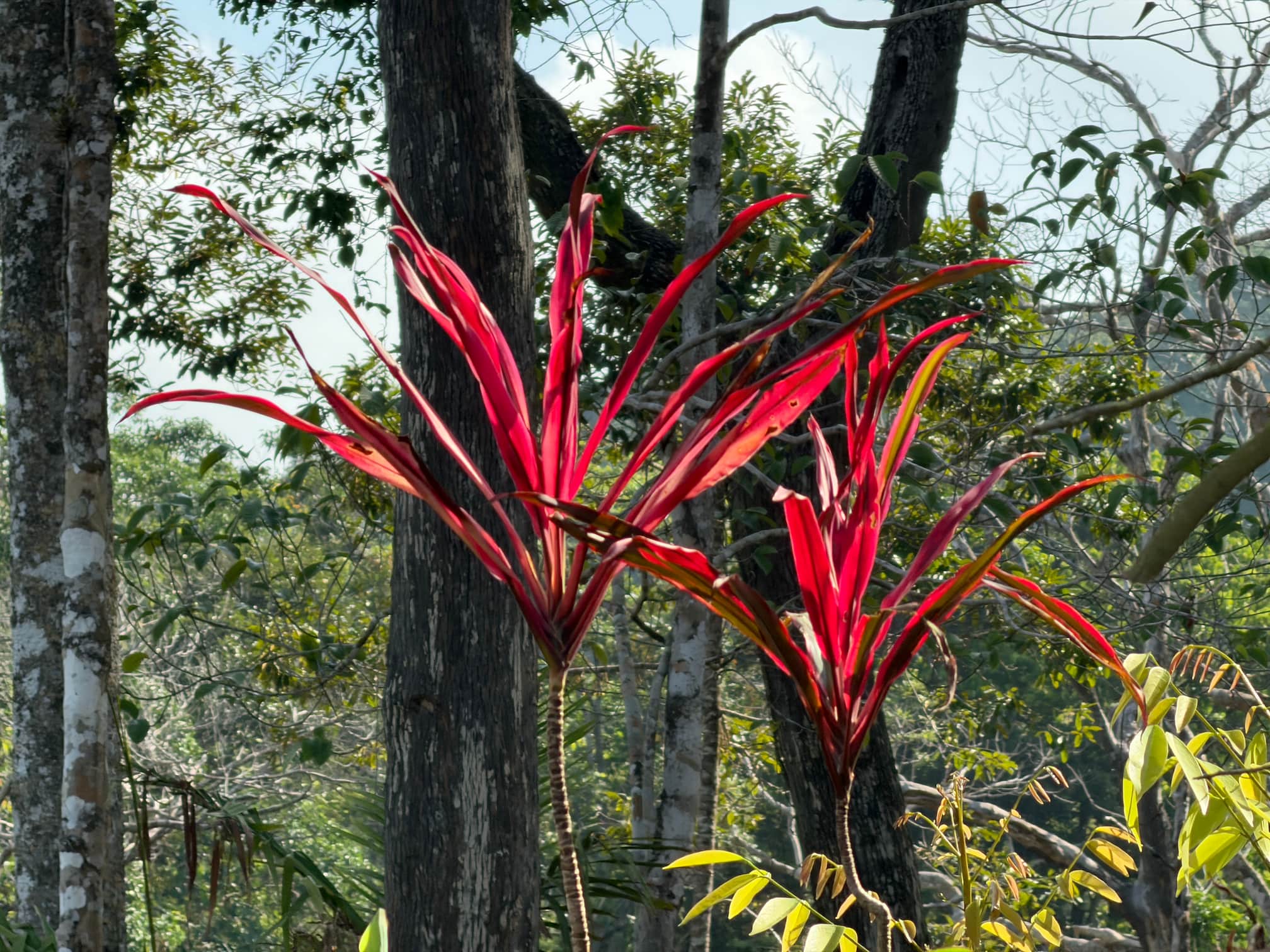 Red Flowers — Phuket, Thailand