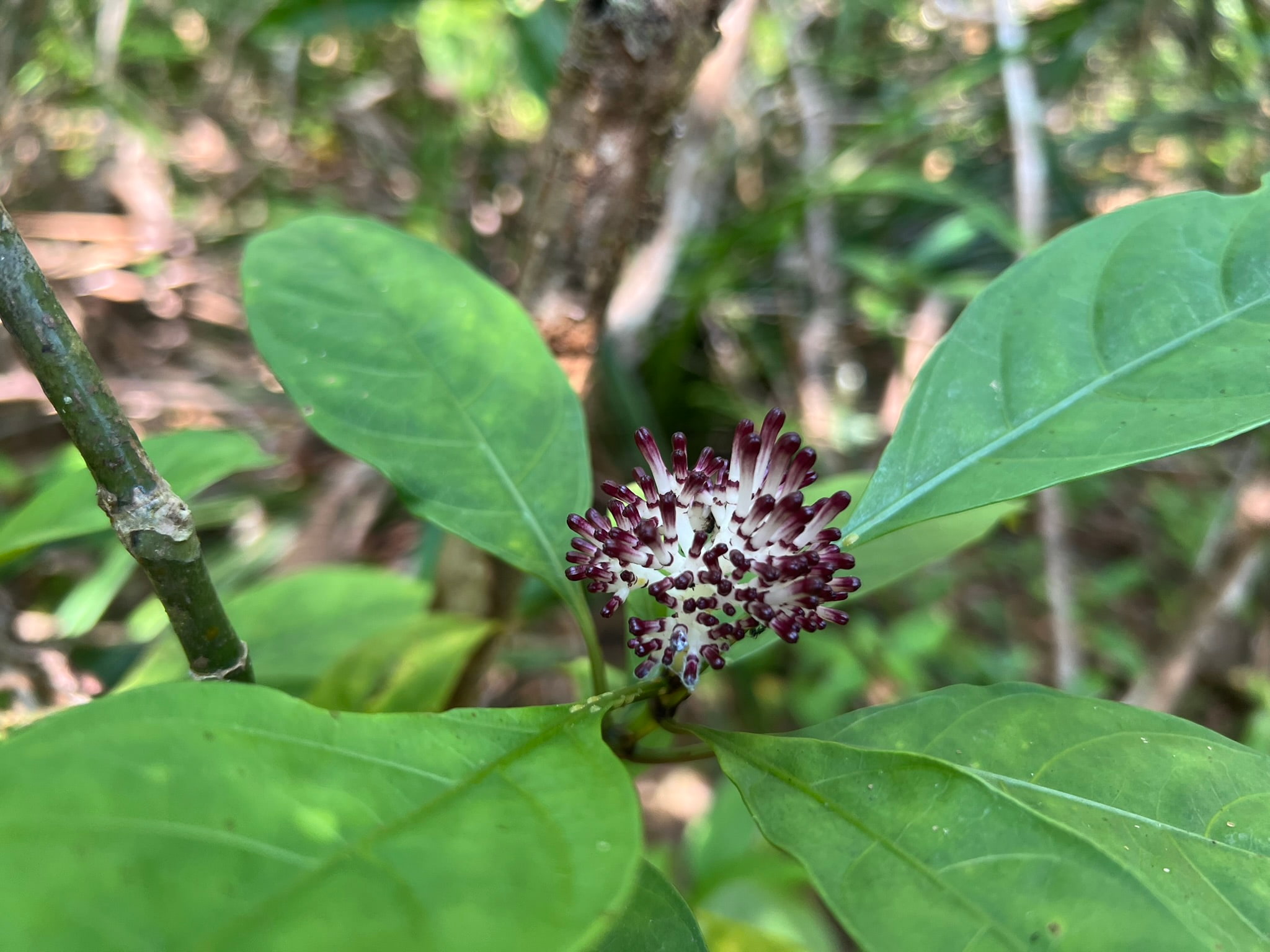 Unknown Flower — Phuket, Thailand